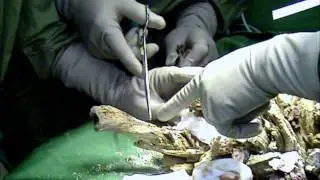 Body Bizarre on Discovery Science