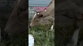 КОРМИЛИЦА🐮