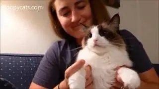 How to Give a Cat a Pill 💊 - How to Pill a Cat - How to Give a Pill to a Cat - Floppycats