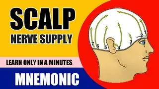 Scalp Nerve Supply : Mnemonic