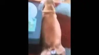 собака плавает по суше!