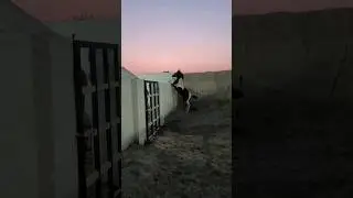 Ablaq | The Black Ablaq Colt | Malik Farm