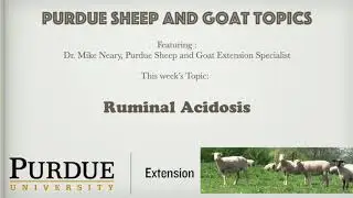 #12- Ruminal Acidosis