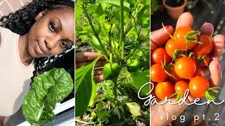 Backyard Garden | Vegetable Garden Vlog | Pt. 2