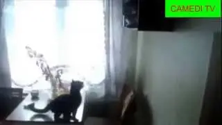 САМЫЕ СМЕШНЫЕ  И МИЛЫЕ ЖИВОТНЫЕ