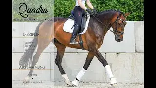SOLD: ** Quadro ** Pferdehandlung Dederichs **