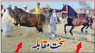 Horse Dance Best Video 2024|Amazing Horse Dance Official Video|Ghora Dance|Jutt Da Styal