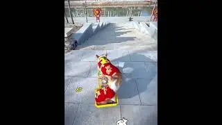Skateboarding dog level 100!🐶
