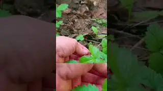 Дары природы!