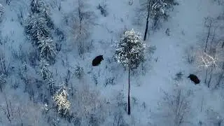 🦌 Лосиные истории. Видео #охота на #лося.