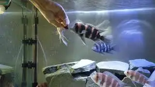 Hand Feeding Frontosa