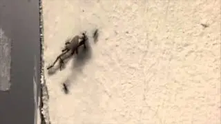 15 Second Films - 'Ants'