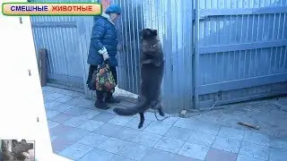 Собака и кот встречают хозяйку с работы. Dog and cat meet the hostess from work