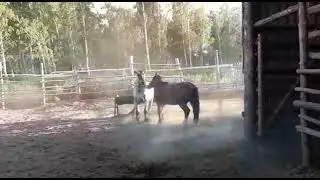 Двухлетки тяжеловозы резвятся 😊