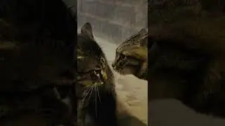 Барсик бычит 🙀