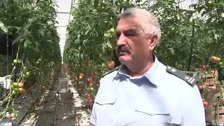 Применение ловушек в закрытом грунте