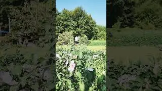 무궁화꽃이 피어있는 시골풍경, 애국가가 애잔하게 들려온다