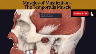 Muscles of Mastication - Temporalis Muscle 