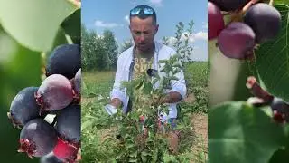 🌿 ИРГА СЛЕЙТ (SLEYT) 🌿 Описание cамого сладкого сорта ирги.