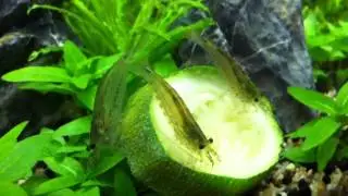 My 3 amano shrimp eating