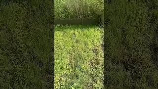 Газончик