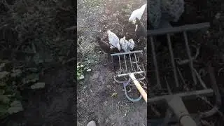 чуть не съели лопату
