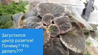 Почему загущается центр розетки у Фиалки? ПРИЧИНЫ и РЕШЕНИЯ!