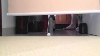 The owl which wants to enter the kitchen - キッチンに入りたいフクロウ