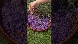 Туалетная вода Women's Collection Charming Violet.