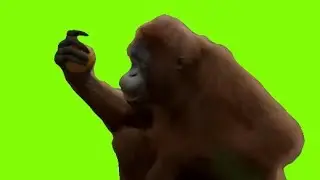 Green screen Chimpanzee