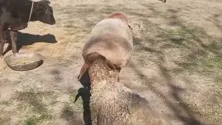 Фуруши Ватсап +992929821984