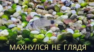 Махнулся не глядя
