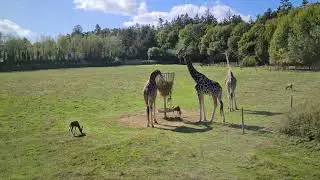 Giraffes (8K)