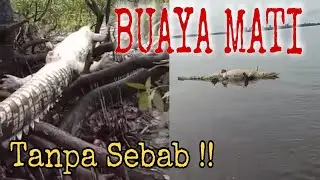 VIRAL‼️Buaya Mati Tanpa Sebab di Sungai Sampit