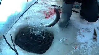 рыбалка на амуре 9.12.23