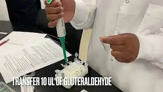 Tetrahymena Cytoskeleton Lab | Observing Motility and Phagocytosis Under Microscope