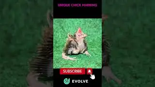 CRESTED COUA Bird | Born Unique BullsEyes chicks | #rarebird #birds #savebirds #shorts #viral