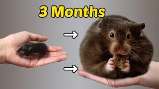 How Big Can Hamster Get in 3 Months?