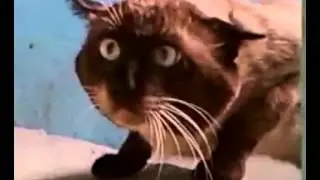 Что вам надэээ?