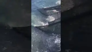 поймали полный трал рыбы