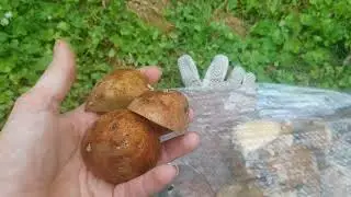 Огород в США. вкусно, но не просто)2