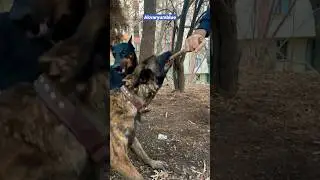 Malinois - Belçika Kurdu #shorts #malinois #dog #doglover #doberman