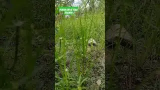 vejam só que planta  incrível,  que  abre e fecha ao trisca nela ⬇️⬇️⬇️