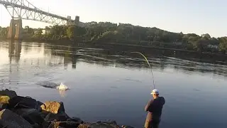 Cape Cod Canal Striped Bass - 42