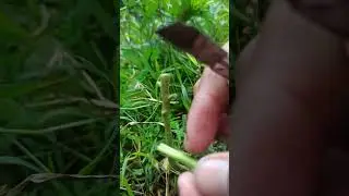 The Simplest Eggplant Grafting #56