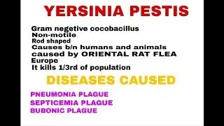 YERSINIA PESTIS [ BLACK DEATH ] || BY PHANINDRA GUPTHA