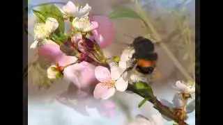 Полет шмеля 2  http://youtu.be/kr0GOEZdoM0