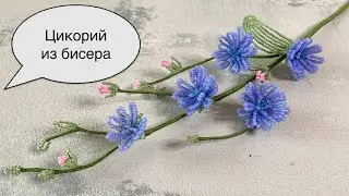 Beaded chicory. Beaded flowers.