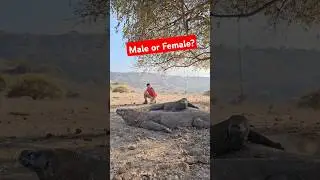 Komodo Dragons: Male or Female? (Can YOU Tell?)