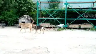 Джоник